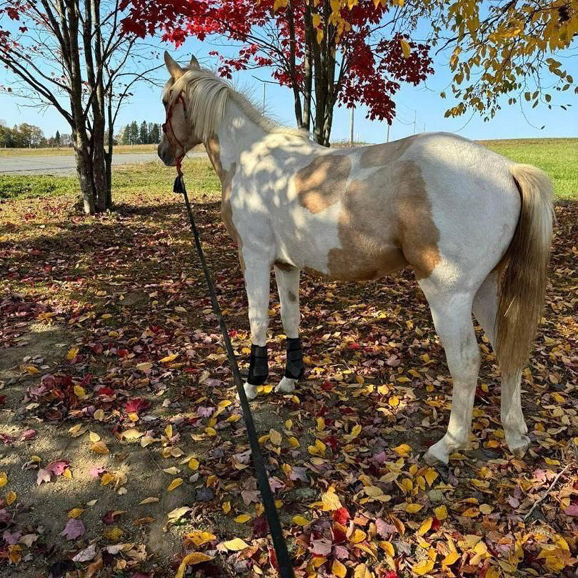 Horse standing among autumn leaves at Saddle by Casey